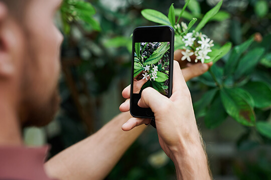 Mann macht Foto einer Blume mit Smartphone